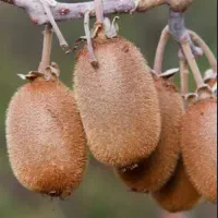 جذب نیروی اقا/خانم زیر ۵۰ سال
