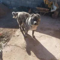 توله سگ