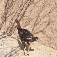 جوجه خروس لاری