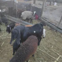 فروش یک عدد نر بزغاله