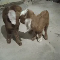 بزغاله.شیری|حیوانات مزرعه|سده (خراسان جنوبی), |دیوار