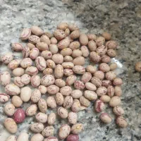 بذر بوجار شده کوشا سال دوم