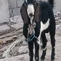 بز جوونه‌ی خوشگل و سرحال فوری