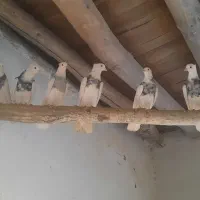 فروش سه جفت کبوتر طوقی بدونه غلط
