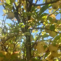 فروش زمین مسکونی سپیدان ویلا یی|فروش زمین و ملک کلنگی|سپیدان, |دیوار