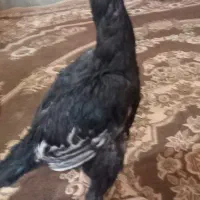 مرغ و خروس سالم فروشی|حیوانات مزرعه|سراوان, |دیوار