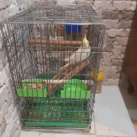 عروس هلندی نر|پرنده|بومهن, |دیوار