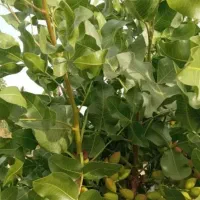 پیوند درخت پسته حرفه ای