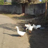 غاز و بوقلمون