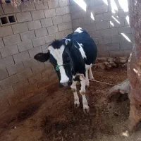 گاو آبستن شکم اول|حیوانات مزرعه|چاروسا, |دیوار