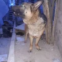 سگ ژرمن نگهبان|سگ|فشاپویه, |دیوار