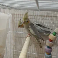 جوجه عروس هلندی