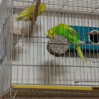 مرغ عشق|پرنده|خمینی‌شهر, |دیوار