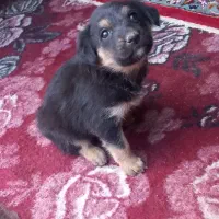 سک باعال سالم