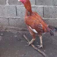 مرغ خروس لاری