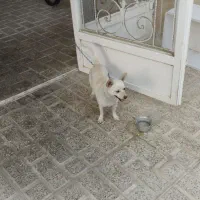 سگ پا کوتاه ماده