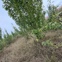 فروش زمین در پیربازار رشت