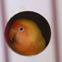 کوتوله برزیلی