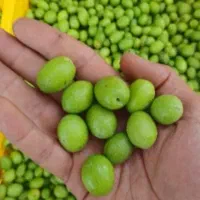 زیتون ویژه پخش عمده مناسب ترشی جـات