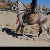 سلیمی شجره دار
