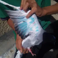 کفتر تهرانی