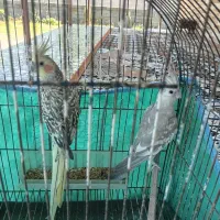 طوطی عروس،نر و ماده