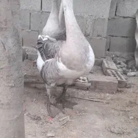 تعدادی غاز وغوغاز دوساله