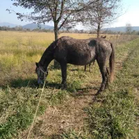 مادیان با اسب کره|اسب و تجهیزات اسبسواری|لاهیجان, آهندان|دیوار