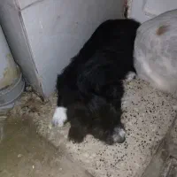 واگذاری سگ توله شیتزو