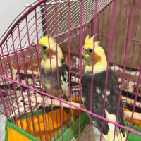 عروس هلندی|پرنده|کلاچای, |دیوار