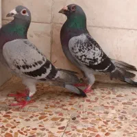 کبوتر