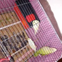 یک جفت مرغ عشق مولددارندتخم می‌گذارند|پرنده|تبریز, |دیوار