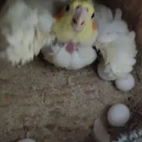 عروس هلندی لوتینو مولد