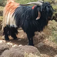 بعده دورون فروشی|حیوانات مزرعه|اردل, |دیوار