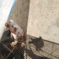 کبوترککیلی