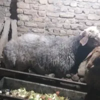گوسفند زنده
