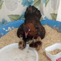 مرغ با هشت تا جوجع سالم