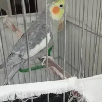 پرنده عروس هلندی|پرنده|بروجرد, |دیوار