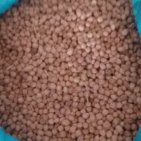 نخود سفید محلی یک دست و خوشپخت