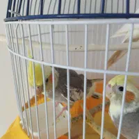 عروس هلندی ۳ماه نر