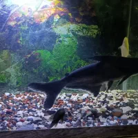 کوسه ماهی گیاهی ۳۳سانتی وآکواریوم ۶۰سانتی|ماهی|زاهدان, |دیوار