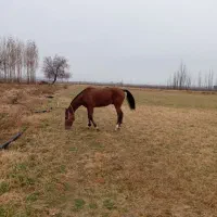 فروش یک رآس نریان کرد شش دانگ