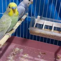 دو جفت مرغ عشق