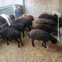 گوشت بره نره لار (ییلاق)زنده با قصاب|حیوانات مزرعه|تهران, فرمانیه|دیوار