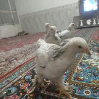 جوجه برهما ۳ ماه