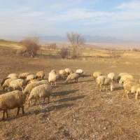 گوسفند دامازدغ|حیوانات مزرعه|مشگین شهر, |دیوار