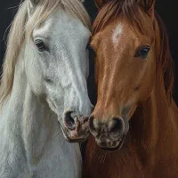 آموزش و پانسیون سوارکاری