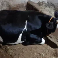 گاو شکم اول|حیوانات مزرعه|صومای برادوست, |دیوار