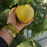 پیش فروش نهال به اصفهان|خدمات باغبانی و درختکاری|بوئین زهرا, |دیوار