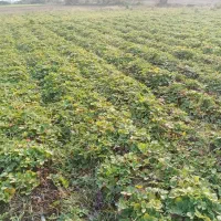 نهال توت فرنگی کاماروس